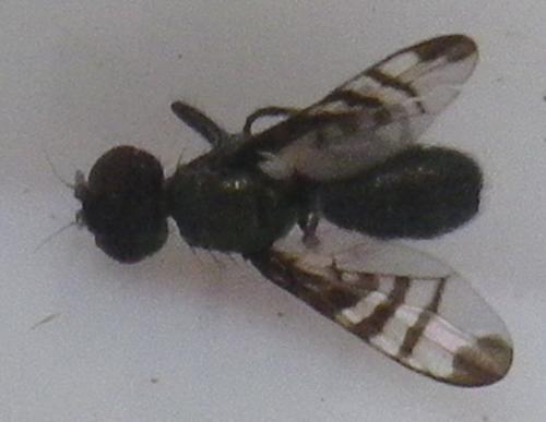 Réf. 165 990 : Rivellia syngenesiae