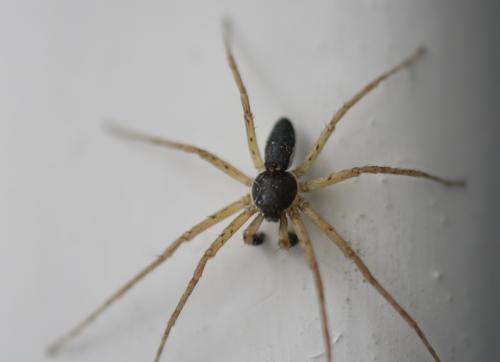 Philodromus dispar
