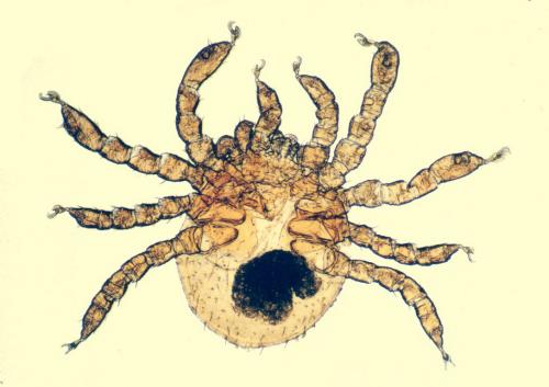 Réf. 165 035 : Pholeoixodes hexagonus