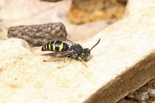 Bembecinus tridens