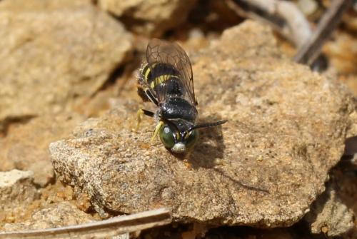 Bembecinus tridens