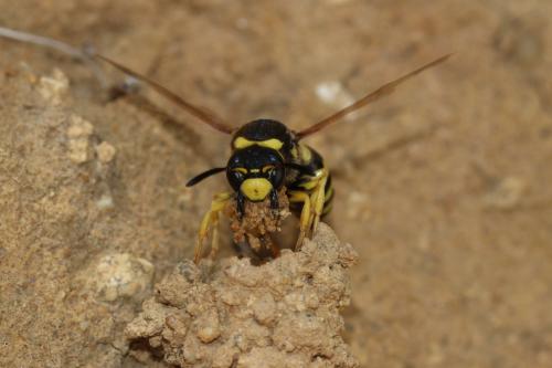 Paragymnomerus spiricornis