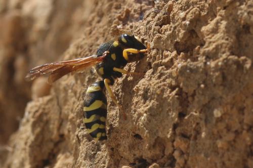 Paragymnomerus spiricornis