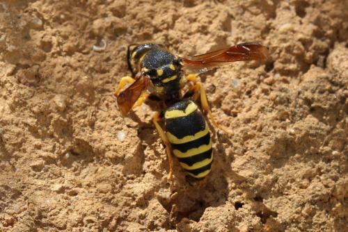 Paragymnomerus spiricornis