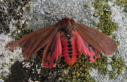 Réf. 165 231 : Phragmatobia fuliginosa