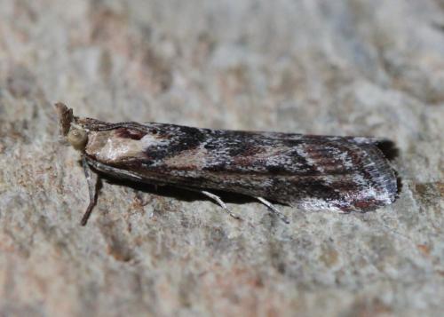 Ancylosis cinnamomella