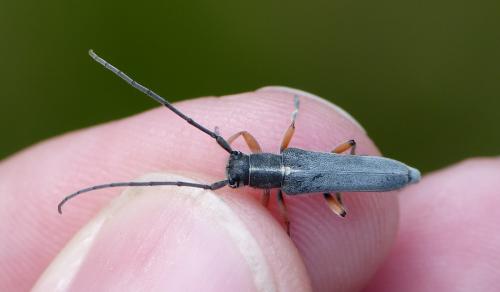 Réf. 165 961 : Phytoecia icterica