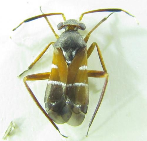 Pilophorus cinnamopterus