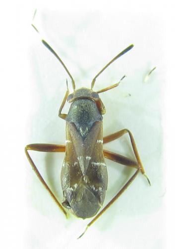 Pilophorus clavatus