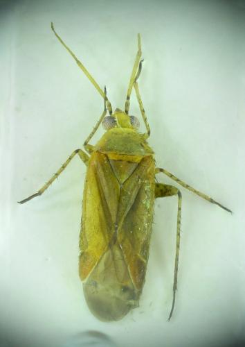 Réf. 165 336 : Plagiognathus sp.