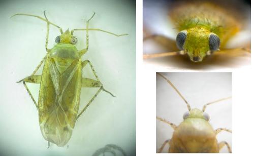 Réf. 165 334 : Plagiognathus sp.