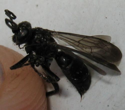 Anoplius sp.