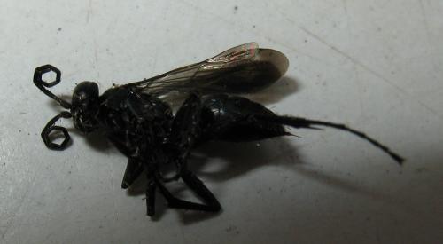 Anoplius sp.