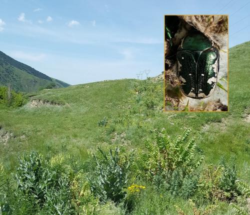 Netocia trojana godeti