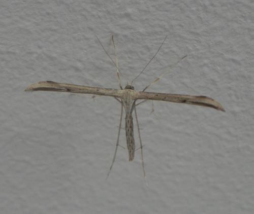 Emmelina monodactyla