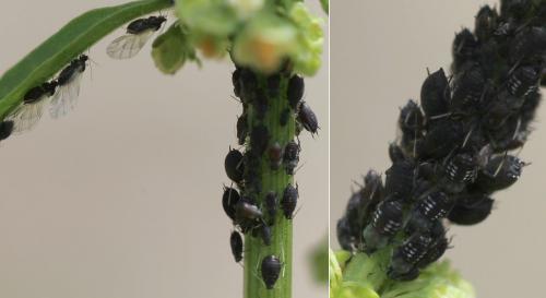 Réf. 165 114 : Aphis sp.