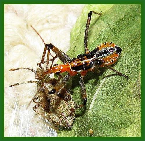 Rhynocoris bipustulatus