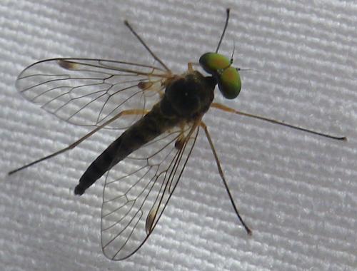 Réf. 165 991 : Chrysopilus asiliformis