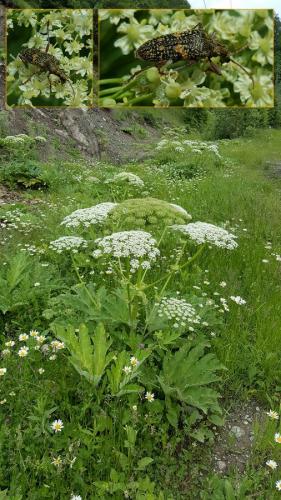Réf. 165 110 : Rhagium fasciculatum