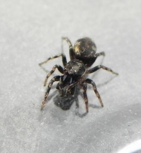 Réf. 165 609 : Salticus sp.