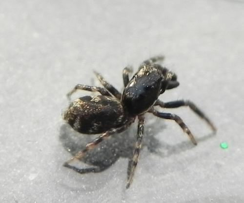 Réf. 165 610 : Salticus sp.