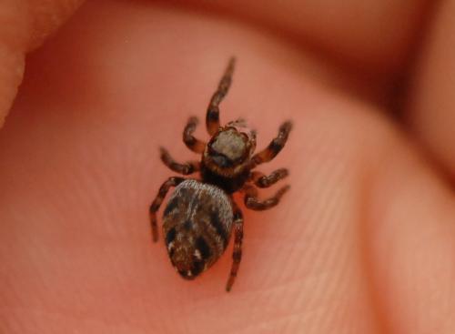 Evarcha arcuata