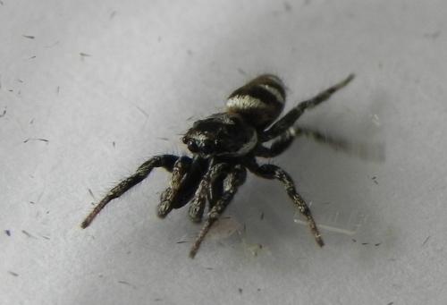 Salticus scenicus