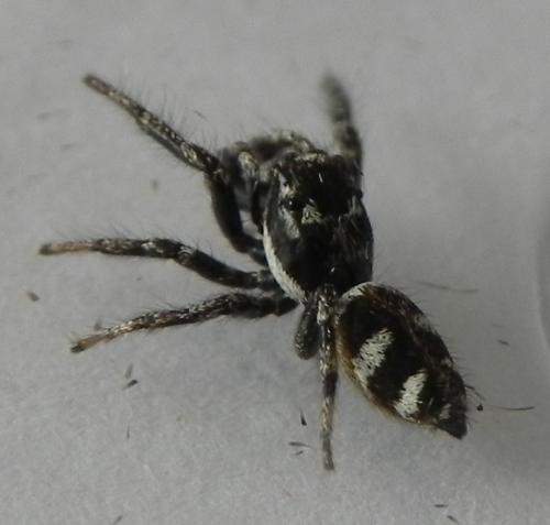 Réf. 165 607 : Salticus scenicus