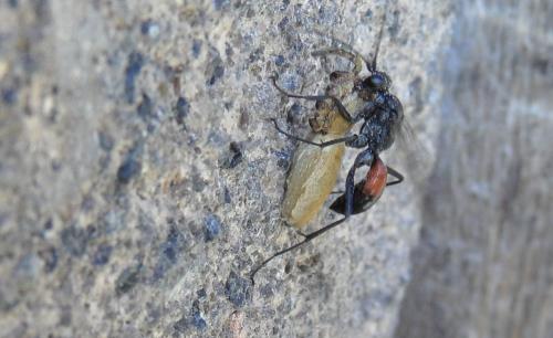 Auplopus (albifrons-rectus)