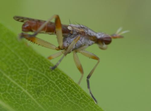 Dichetophora obliterata
