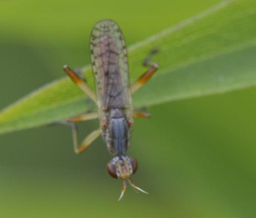 Dichetophora obliterata