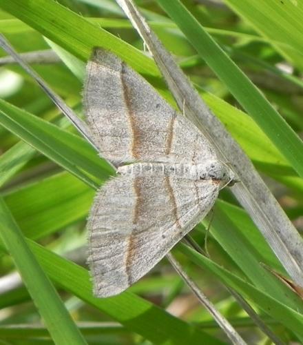 Réf. 165 171 : Scotopteryx sp.