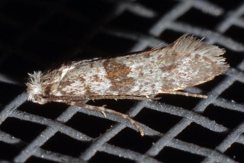 Scythropia crataegella