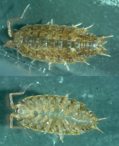 Réf. 165 318 : Pagana dimorpha