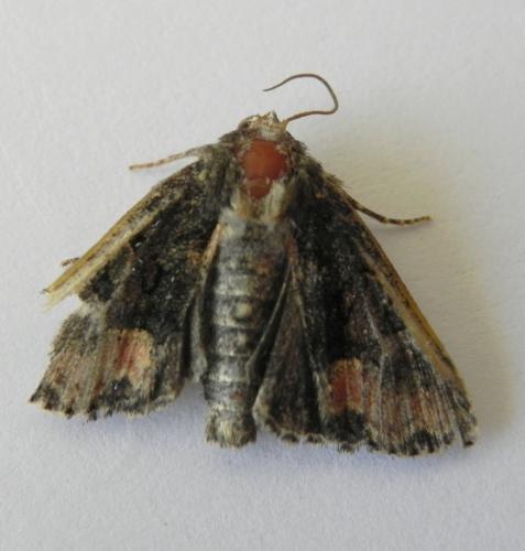 Réf. 165 800 : Oligia sp.