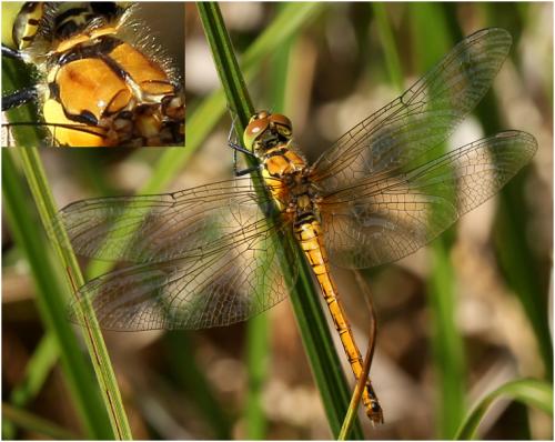 Réf. 165 135 : Sympetrum sanguineum