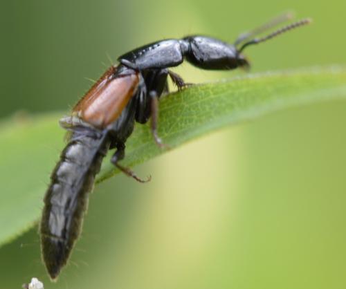 Megalinus glabratus