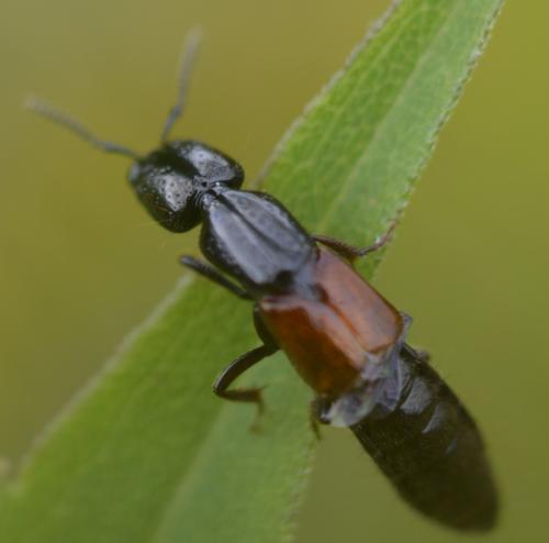 Megalinus glabratus