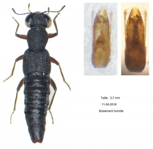 Réf. 165 588 : Stenus humilis