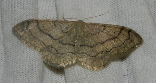 Réf. 165 583 : Idaea aversata