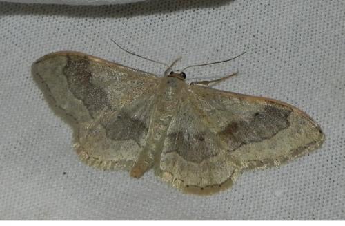 Réf. 165 584 : Idaea aversata