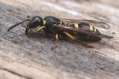 Réf. 165 263 : Ancistrocerus sp.