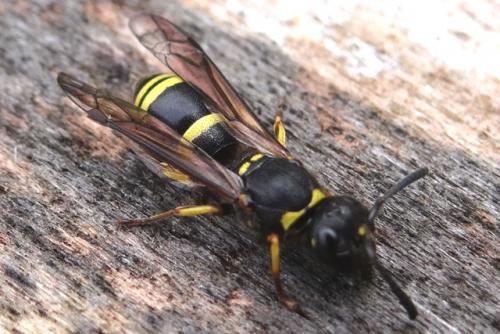 Réf. 165 296 : Ancistrocerus sp.