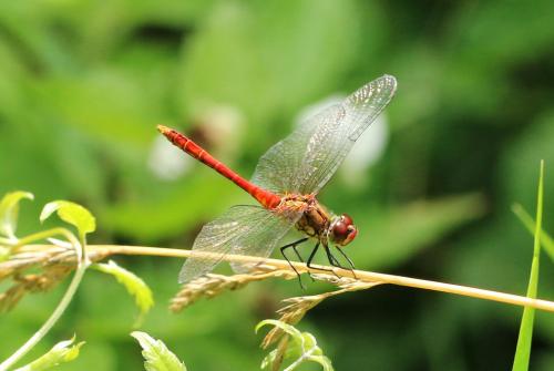 Sympetrum sanguineum