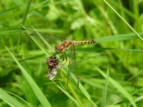 Sympetrum striolatum
