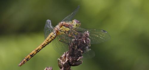 Sympetrum striolatum