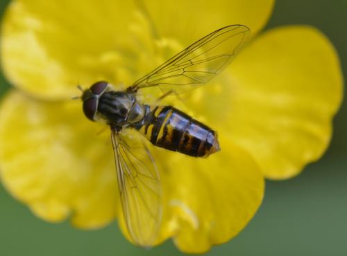 Episyrphus balteatus