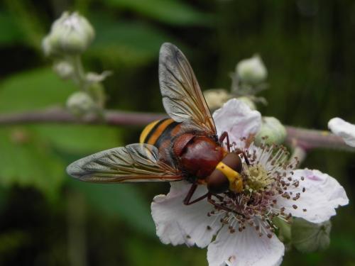 Réf. 165 755 : Volucella zonaria