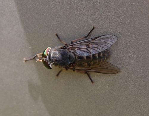 Réf. 165 479 : Tabanus bromius