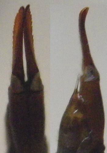 Réf. 165 097 : Tipula scripta